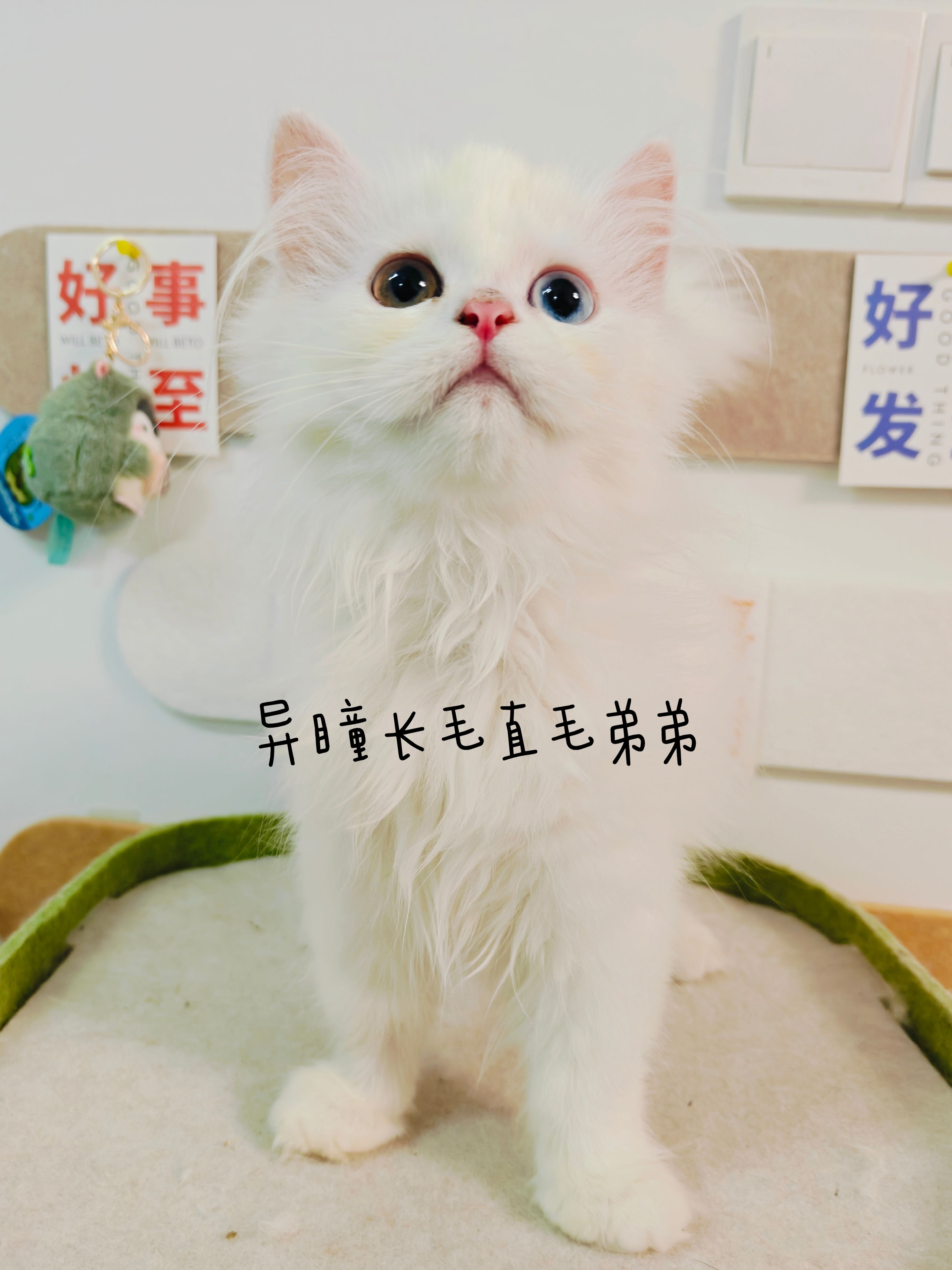 家养的赛尔凯克卷毛猫直毛。卷毛都有，异瞳两只